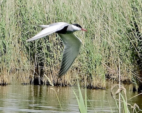 whiskered tern
